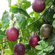 Purple Passion Fruit fruit seeds for planting - Heirloom & Non-GMO Garden seeds, exotic vines with juicy fruits