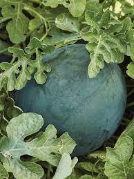 Fruit Seeds,Garden seeds, Seeds For Planting,Plant Seeds