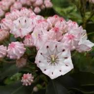 Pink Laurel Flower Seeds for Planting – Heirloom, Non-GMO, High Germination Organic Garden Seeds