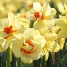 Yellow Red Narcissus Flower Seeds for Planting – Heirloom Non-GMO, High Germination Organic Garden Seeds