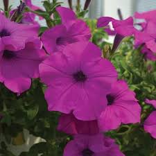 Purple Trailing Petunia Flower Seeds for Planting – Heirloom, Non-GMO, High Germination Organic Garden Seeds