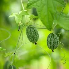 Green Cucamelon Seeds for Planting – Heirloom, Non-GMO, High Germination Organic Garden Seeds