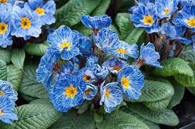 Europe Primula Acaulis Flower seeds for Planting - Easy to Grow, Heirloom & GMO Free Seeds for Home Garden