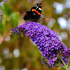 Buddleia Flower Seeds for Planting – Heirloom, Non-GMO, High Germination Organic Garden Seeds