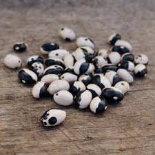 Brown White Calypso Bean Seeds for Planting – Heirloom & Non-GMO Seeds, Striking Bi-Colored Beans
