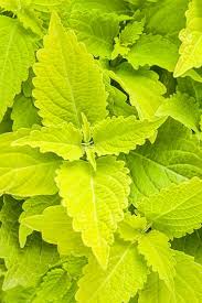 Green Coleus Flower Seeds for Planting – Seasonal Bloomer, Heirloom, Non-GMO Home Garden