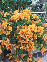 Dark Yellow Bougainvillea Flower Seeds for Planting – Drought Tolerant, Heirloom & Non-GMO Seeds for Home Garden