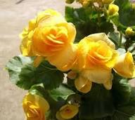 Light Yellow Begonia Flower Seeds for Planting – Heirloom, Non-GMO, High Germination Organic Garden Seeds
