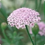 Pink Lace Flower Seeds for Planting – Heirloom, Non-GMO, High Germination Organic Garden Seeds