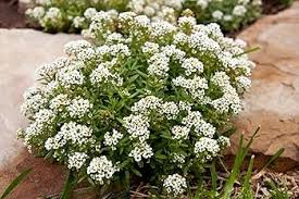 Alyssum Perennial Flower Seeds for Planting – Perfect for Borders, Heirloom, Non-GMO, High Germination Organic Garden Seeds