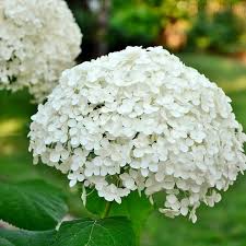 Hydrangeas Annabelle Flower Seeds for Planting | Heirloom Non-GMO High Germination Organic Garden Seeds