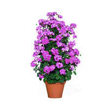 Violet Climbing Geranium Flower Seeds for Planting, Heirloom Non-GMO Organic Garden Seeds