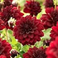 Arabian Night Dahlia Flower Seeds for Planting – Heirloom Non-GMO Wildflower Mix Organic Garden Seeds