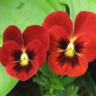 Pansy Flower Seeds for Planting – Heirloom, Non-GMO, High Germination Organic Garden Seeds