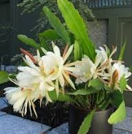 Epiphyllum Orchid Flower Seeds for Planting | Heirloom Non-GMO High Germination Organic Garden Seeds