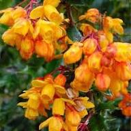 Yellow Darwinii Flower Seeds for Planting – Heirloom Non-GMO High Germination Organic Garden Seeds
