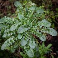 Watercress Upland Seeds – Fast-Growing Leafy Green for Home Gardens & Hydroponics