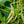 Yellow Beans Vegetable Seeds for Planting – Heirloom & Non-GMO Garden Seeds