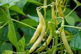Yellow Beans Vegetable Seeds for Planting – Heirloom & Non-GMO Garden Seeds