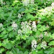 White Tiarella Trifoliata Flower Seeds for Planting – Heirloom Non-GMO, High Germination Organic Garden Seeds