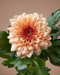 Light Orange Chrysanthemum Flower Seeds for Planting – Heirloom, Non-GMO, High Germination Organic Garden Seeds