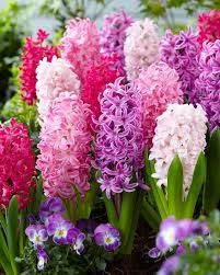 Hyacinthus Orientalis Flower Seeds for Planting | Heirloom Non-GMO Organic Garden Seeds