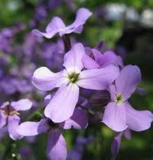 Purple Mixed Evening-Scented Flower Seeds for Planting – Heirloom, Non-GMO, High Germination Organic Garden Seeds