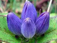 Gentiana Macrophylla Flower Seeds for Planting – Heirloom, Non-GMO, Premium Quality Organic Garden Seeds