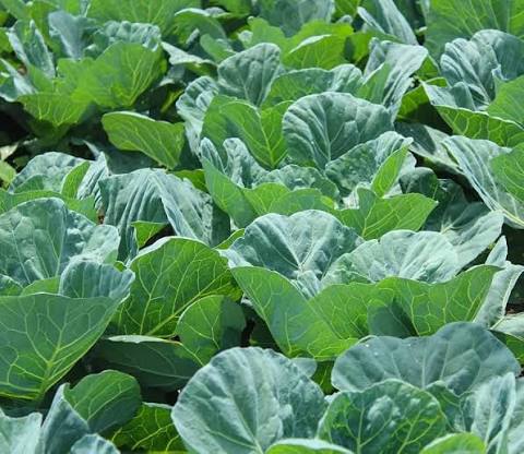 Georgia Collard Greens Seeds