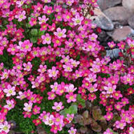 Pink Saxifraga Flower seeds for Planting – Garden Favorite, Heirloom &amp; GMO Free Seeds for Home Garden, High Germination