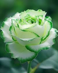 Green White Rose Flower Seeds for Planting – Compact Growth, Heirloom & Non-GMO Organic Garden Seeds
