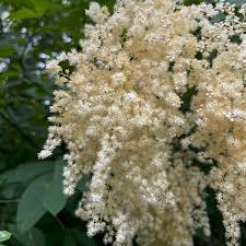 White Sumac Flower seeds for Planting - Drought Tolerant, Heirloom &amp; GMO Free Seeds for Home Garden, 100pcs