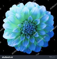 Blue Green Dahlia Flower Seeds for Planting – Pollinator Friendly, Heirloom, Non-GMO, High Germination Organic Garden Seeds