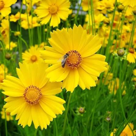Coreopsis lanceolata Flower Seeds 