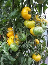 Yellow Pork Chop Tomato Seeds for Planting – Heirloom & Non-GMO Sweet and Vibrant Culinary Variety