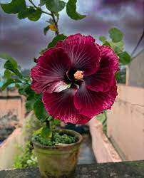 Black Maroon Hibiscus Flower Seeds – Heirloom, Non-GMO, High Germination Organic Garden Seeds for Planting