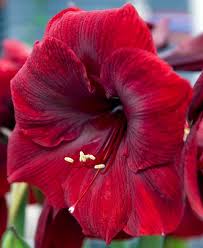 Burgundy Amaryllis Flower seeds for Planting – Heirloom, Non-GMO Seeds for Home Garden
