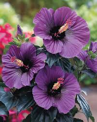 Dark Purple Hibiscus Flower Seeds for Planting – Heirloom, Non-GMO, Pollinator Friendly, High Germination