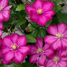 Pink Yellow Clematis Flower Seeds for Planting – Heirloom, Non-GMO, High Germination Organic Garden Seeds