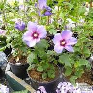 Green Purple Hibiscus Flower Seeds for Planting - Heirloom, Non-GMO, High Germination Organic Garden Seeds