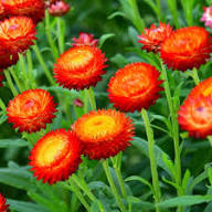 Helichrysum Bracteatum Flower Seeds for Planting – Heirloom, Non-GMO, High Germination Organic Garden Seeds
