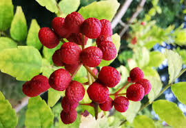 Red Zanthoxylum Vegetable Seeds for Planting – Heirloom & Non-GMO Garden Seeds, Spicy Peppercorn Substitute