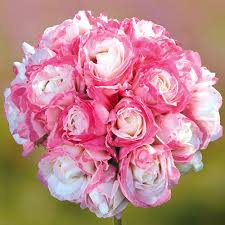 Geranium Apple Blossom Pink White Flower Seeds for Planting – Heirloom, Non-GMO, High Germination