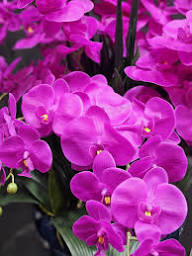 Mixed Doritaenopsis Orchid Flower Seeds for Planting – Heirloom, Non-GMO, High Germination Organic Garden Seeds