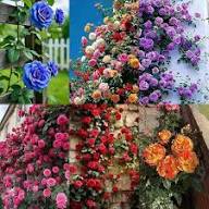 Rose Flower Seeds for Planting – Low Maintenance Heirloom Non-GMO Seeds with High Germination