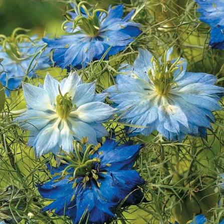 Nigella damascena (Love-in-a-Mist) Flower Seeds