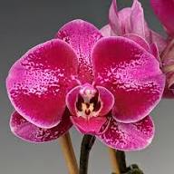 Maroon Butterfly Orchids Flower Seeds for Planting | Heirloom Non-GMO High Germination Organic Garden Seeds
