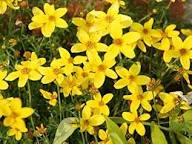 Bidens Golden Eye Flower Seeds for Planting - Heirloom, Non-GMO, High Germination Organic Garden Seeds