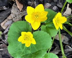 Marsh Marigold Flower Seeds for Planting – Heirloom, Non-GMO, Drought-Tolerant Organic Garden Seeds