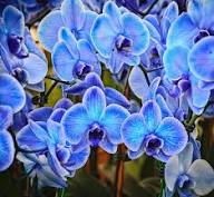 Blue Butterfly Orchid Flower Seeds for Planting – Heirloom, Non-GMO, Hardy Variety Organic Garden Seeds